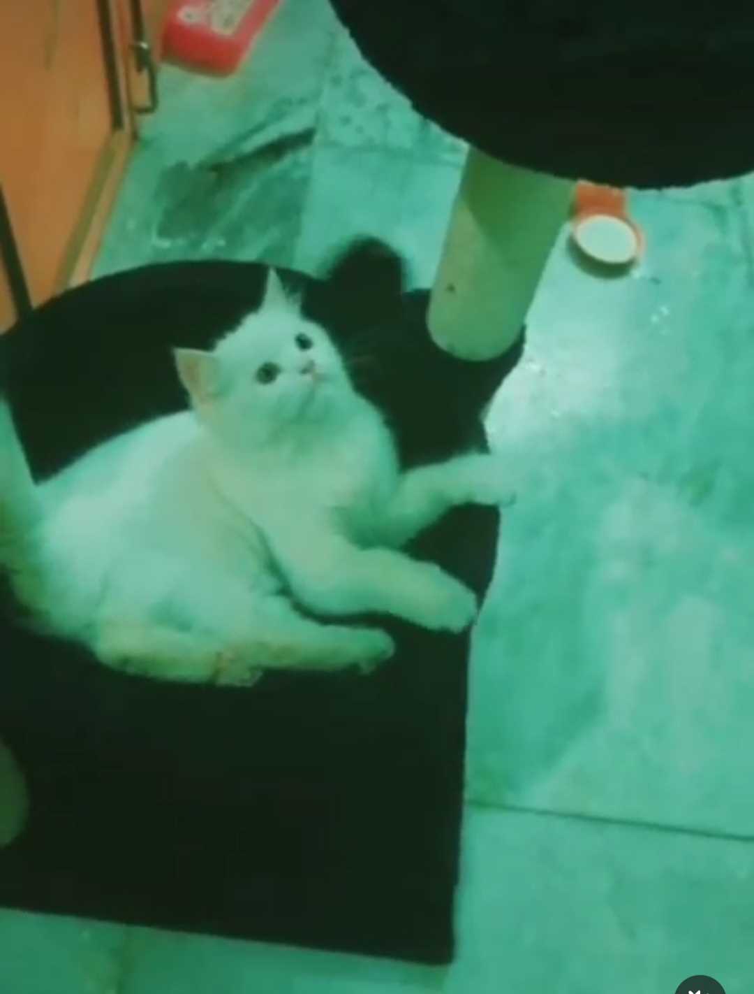 Persian For Adoption In Sivaganga
