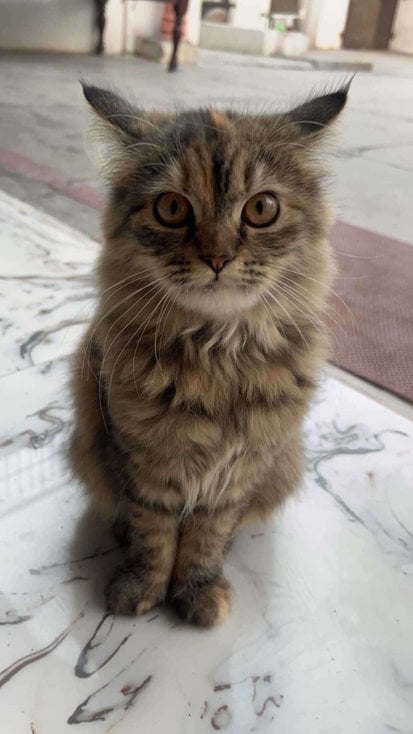 Persian For Sale In Meerut