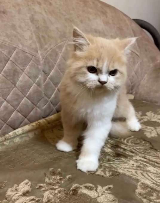 Persian For Sale In Nagpur