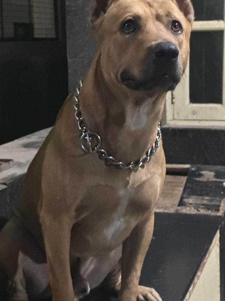 Staffordshire Bull Terrier Dogs For Mating In Bangalore