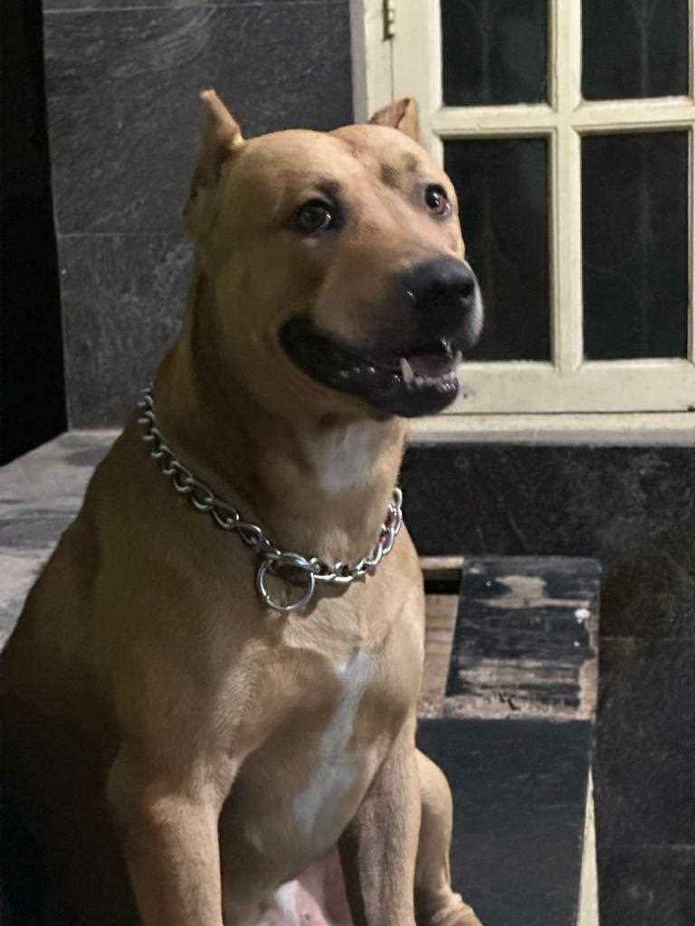 Staffordshire Bull Terrier Dogs For Mating In Bangalore