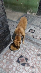 Staffordshire Bull Terrier Dogs For Mating In Bangalore