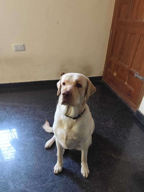 Labrador Retriever Dogs For Mating In Bangalore