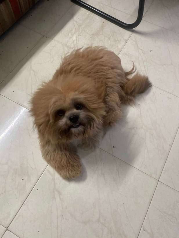 Shih Tzu Dogs For Mating In Chennai