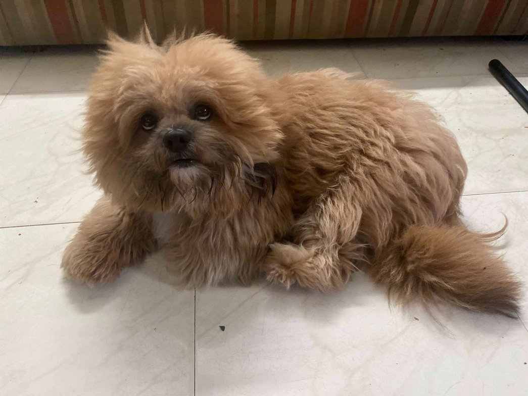 Shih Tzu Dogs For Mating In Chennai