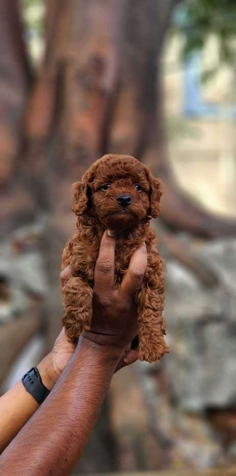 Poodle For Sale In Panaji