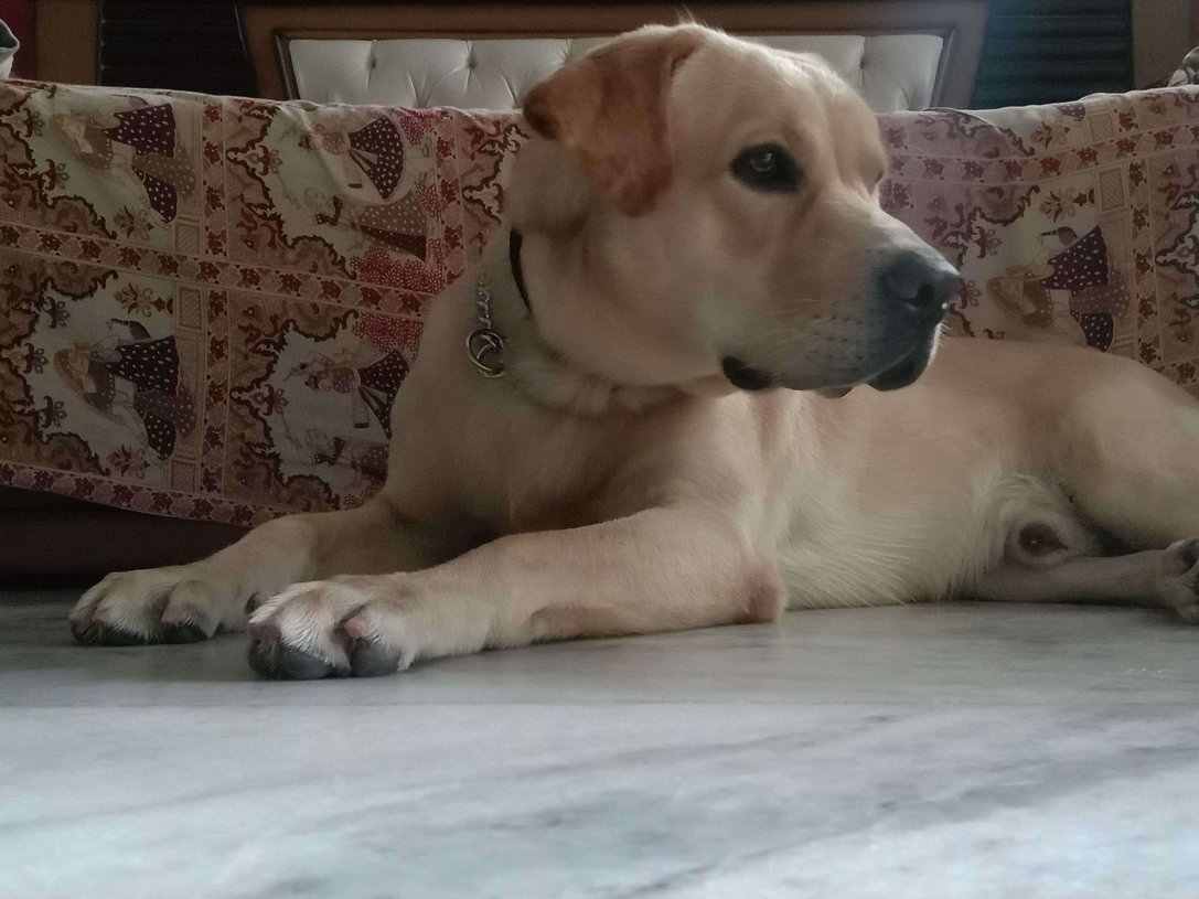 Labrador Retriever Dogs For Mating In Hyderabad