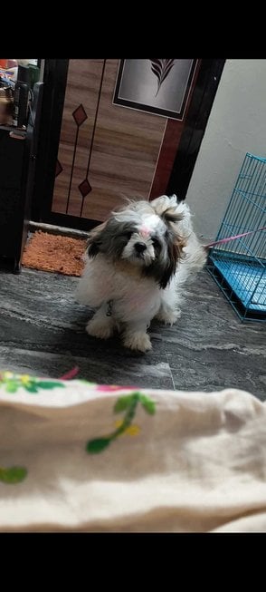 Shih Tzu Dogs For Mating In Thiruvananthapuram