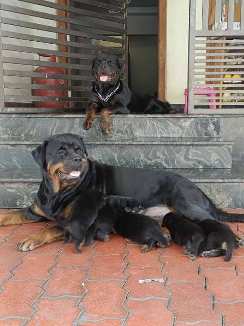 Rottweiler For Sale In Chennai