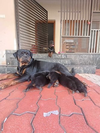 Rottweiler For Sale In Chennai