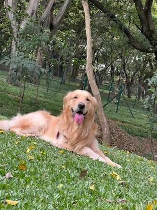 Golden Retriever Dogs For Mating In Bangalore