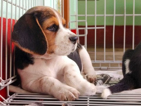 Beagle For Sale In Cuttack