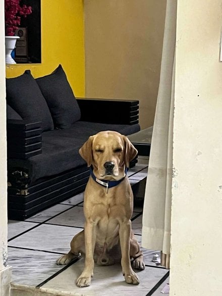 Labrador Retriever Dogs For Mating In Vadodara