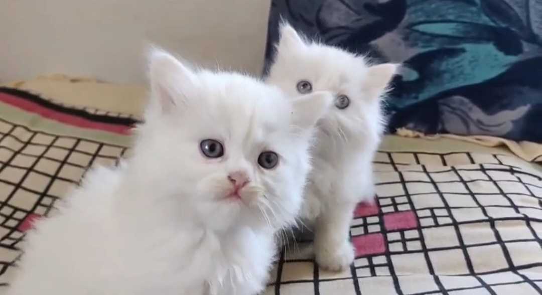 Persian For Sale In Ahmedabad