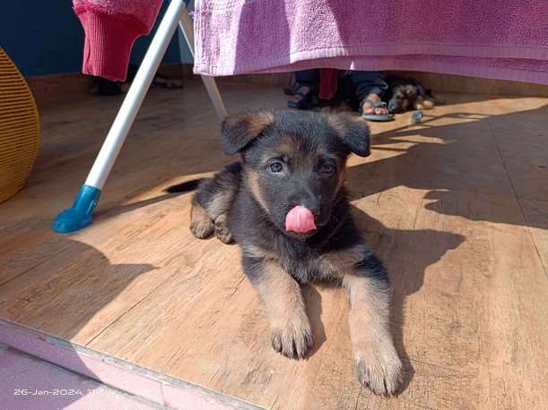 German Shepherd For Sale In Naini Tal