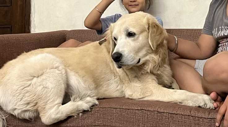 Golden Retriever Dogs For Mating In Delhi