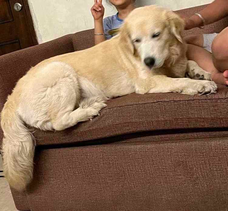 Golden Retriever Dogs For Mating In Delhi
