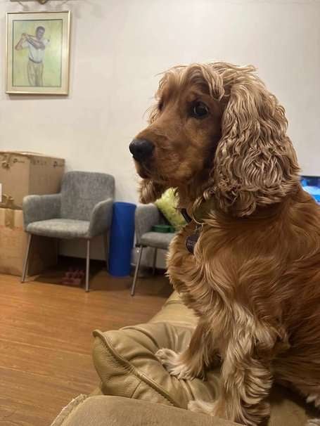 Cocker Spaniel Dogs For Mating In Chennai