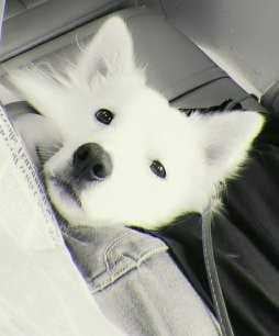 German Spitz Dogs For Mating In Delhi