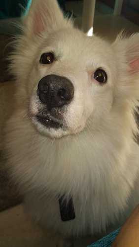 German Spitz Dogs For Mating In Delhi
