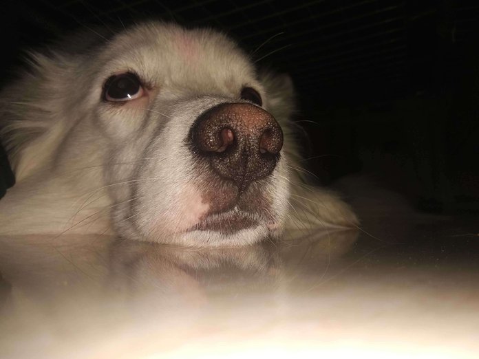German Spitz Dogs For Mating In Delhi