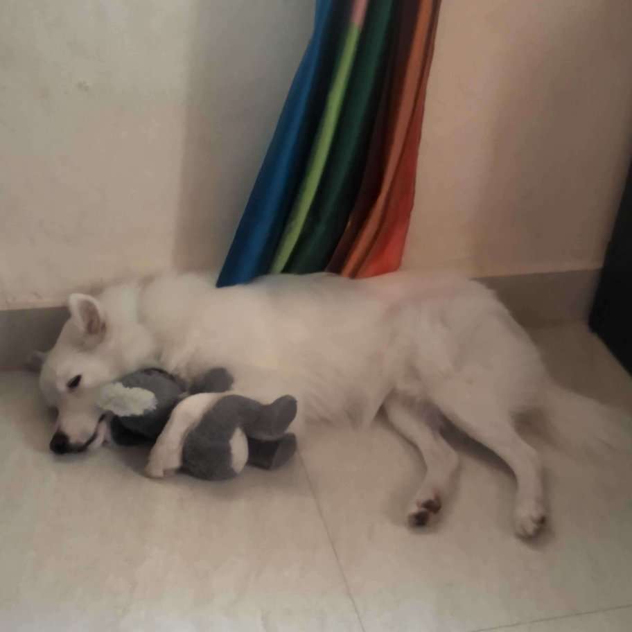 German Spitz Dogs For Mating In Delhi