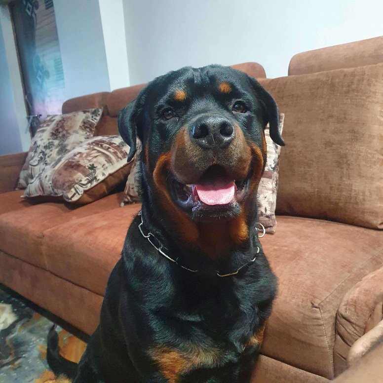 Rottweiler Dogs For Mating In Ranchi