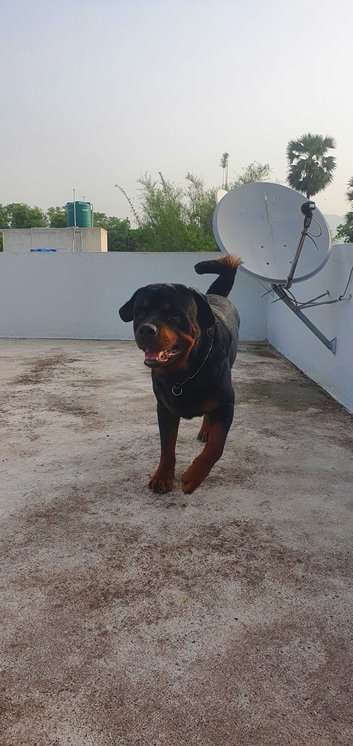 Rottweiler Dogs For Mating In Ranchi