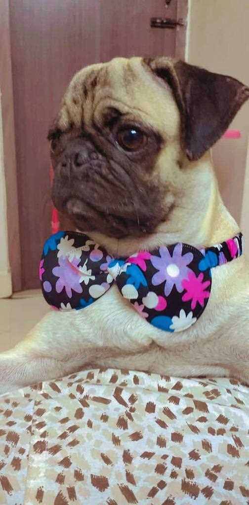 Pug Dogs For Mating In Chennai
