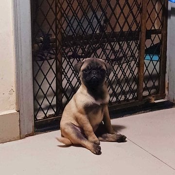 Pug For Sale In Ghaziabad