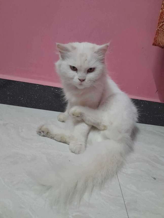 Persian Dogs For Mating In Chennai