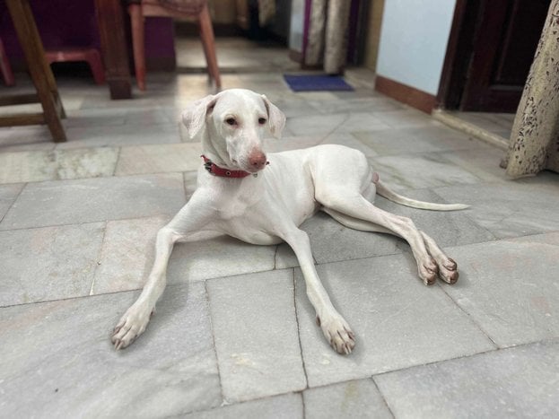 Rajapalayam Dogs For Mating In Chennai