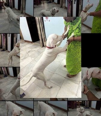 Rajapalayam Dogs For Mating In Chennai