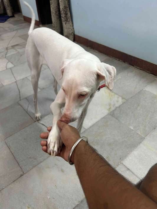Rajapalayam Dogs For Mating In Chennai