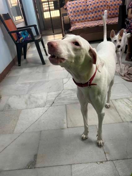 Rajapalayam Dogs For Mating In Chennai
