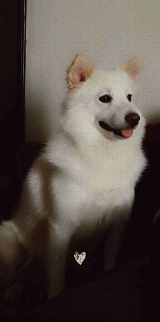 Indian Spitz For Adoption In Vijayawada