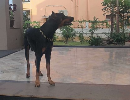 Doberman Dogs For Mating In Pondicherry