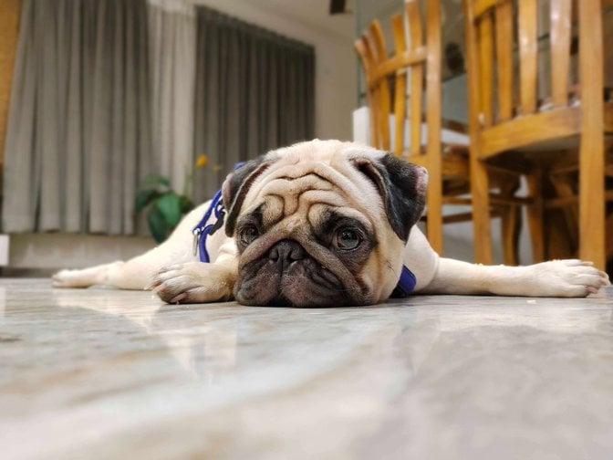 Pug Dogs For Mating In Hyderabad