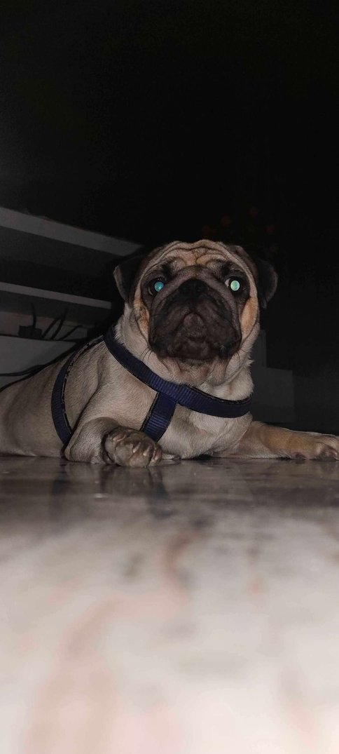 Pug Dogs For Mating In Hyderabad