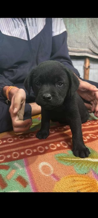 Labrador Retriever For Sale In Rohtak