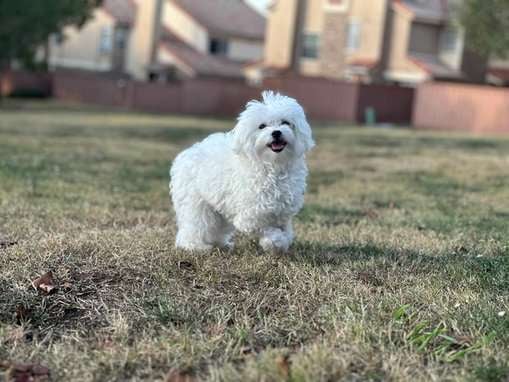 Maltese Dogs For Mating In Hyderabad
