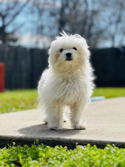 Maltese Dogs For Mating In Hyderabad
