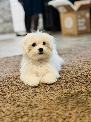 Maltese Dogs For Mating In Hyderabad