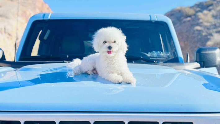 Maltese Dogs For Mating In Hyderabad
