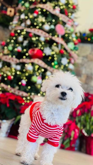 Maltese Dogs For Mating In Hyderabad