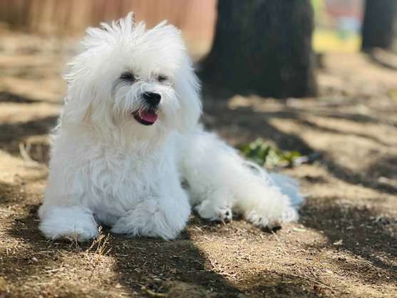 Maltese Dogs For Mating In Hyderabad