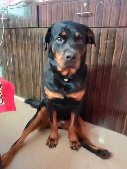 Rottweiler Dogs For Mating In Kolkata