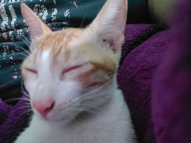 Indian Breed For Adoption In Cuttack