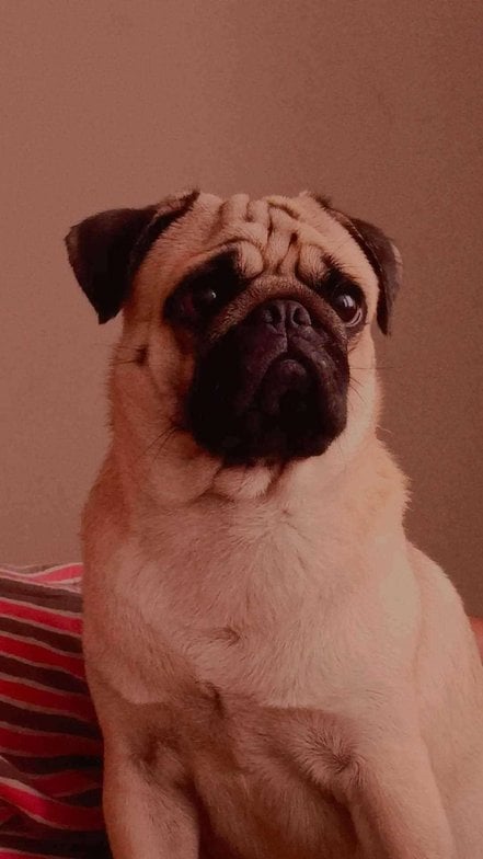 Pug Dogs For Mating In Chennai