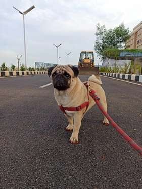 Pug Dogs For Mating In Chennai
